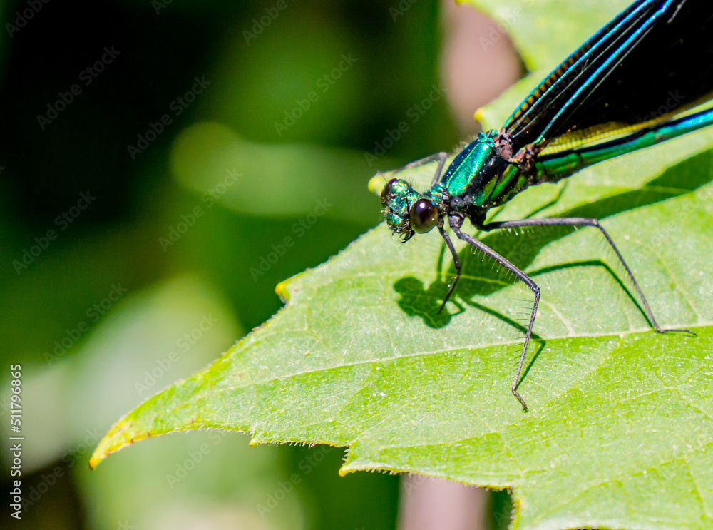Close-up of a ebony jewelwing damselfly that is resting on a plant leaf in the forest on a bright sunny day in June with a blurred background. Close-up of a ebony jewelwing damselfly that is resting on a plant leaf in the forest on a bright sunny day in June with a blurred background.