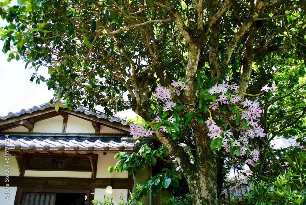 【鹿児島】欄の宿り木