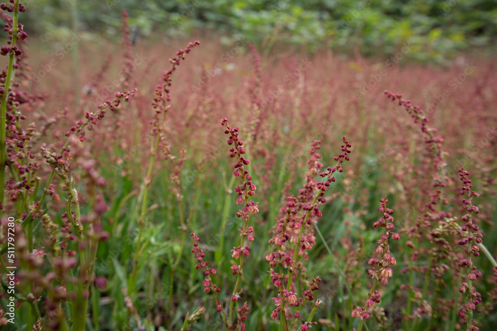 A field of flowers A field of flowers