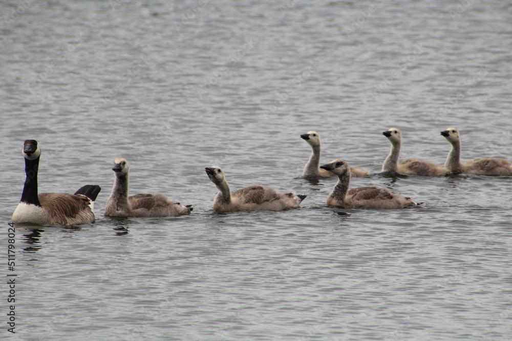 family of geese swimming, Pylypow Wetlands, Edmonton, Alberta family of geese swimming, Pylypow Wetlands, Edmonton, Alberta
