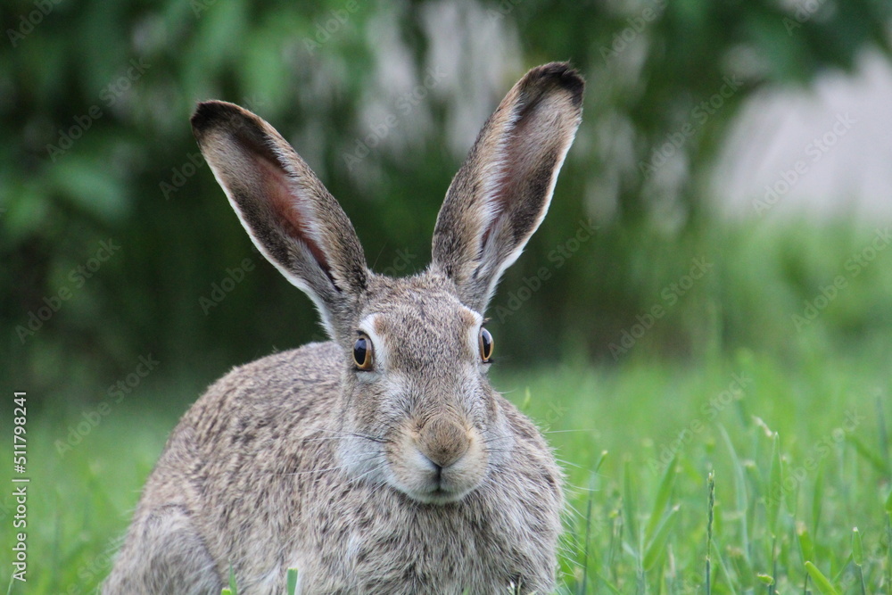 rabbit in the grass rabbit in the grass