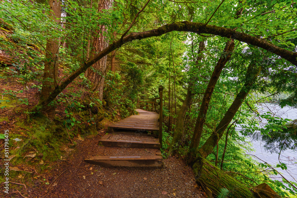 Arching tree bough framing access to boardwalk on a BC urban forest trail. Arching tree bough framing access to boardwalk on a BC urban forest trail.