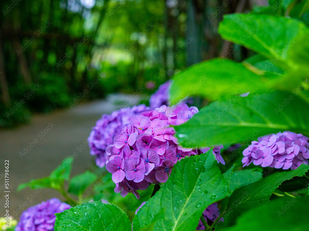 紫陽花 紫陽花
