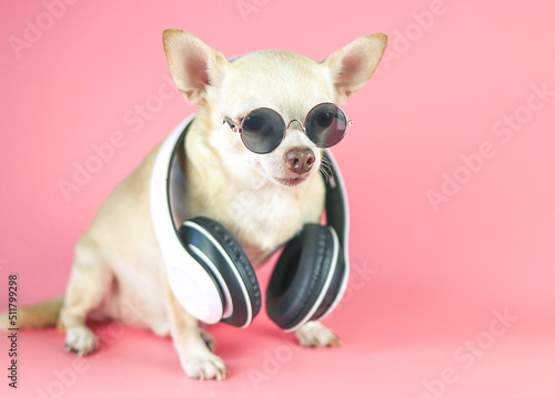  brown chihuahua dog wearing sunglasses and headphones around neck, sitting  on pink background.  Summertime  traveling concept.