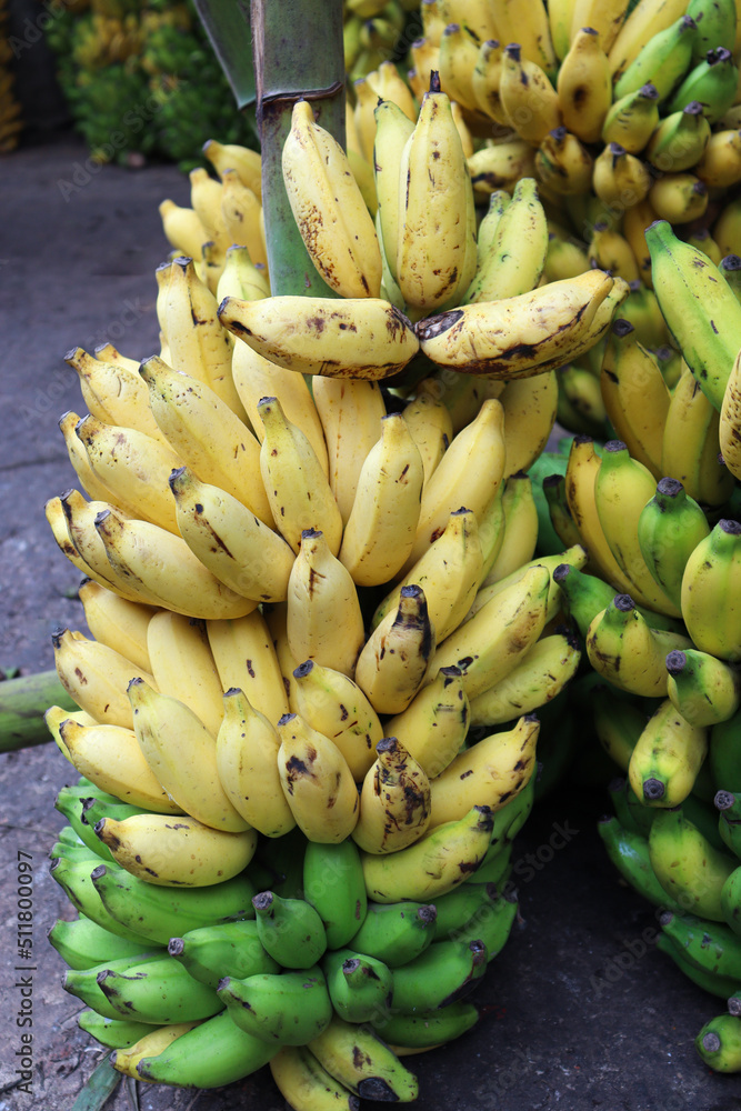 ripe banana bunch stock on shop ripe banana bunch stock on shop