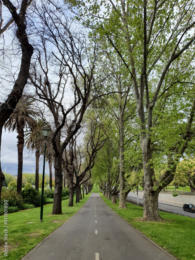 Obraz premium alley in the park