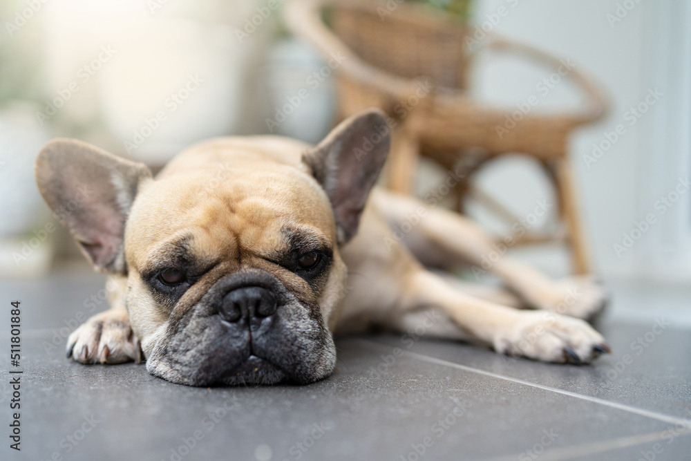Fototapeta premium French bulldog lying on tile floor outdoor.