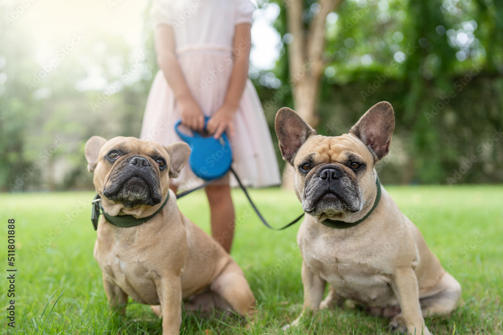 Fototapeta premium Girl Holding Leash Of Two French Bulldog At Garden In Summer.