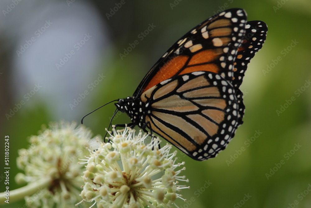 Close up shot of a monarch butterfly feeding on flower of rice paper plant, Tetrapanax papyrifer. Close up shot of a monarch butterfly feeding on flower of rice paper plant, Tetrapanax papyrifer.