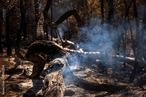 Smoldering Australian bushland after fire 2