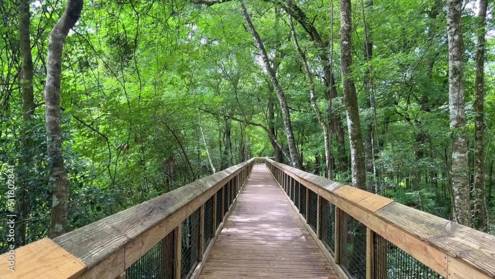 The woods on a wooden trail during the day. The woods on a wooden trail during the day.