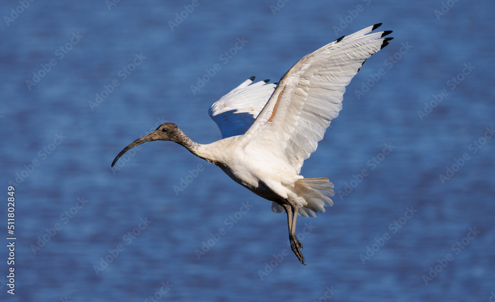 Obraz premium Australian White Ibis in flight