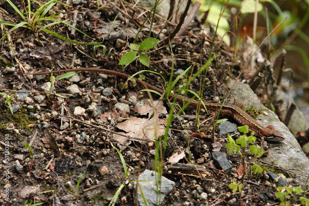 Fototapeta premium カナヘビ05