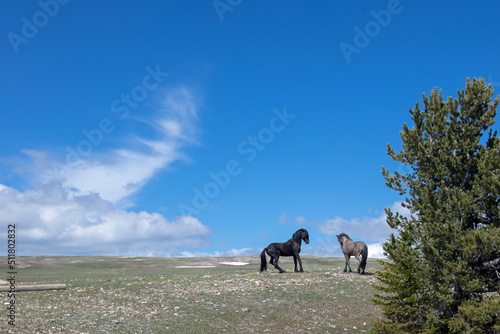 Wild Horse Stallions fighting under blue sky on the mountaintop in western United States