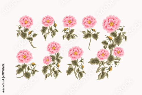 Fototapeta Naklejka Na Ścianę i Meble -  Vintage Hand Drawn Garden Rose Flower Vector Illustration Elements, Clipart Collection for Wedding Invitation, Greeting Card Decoration Set, Aesthetic Nature Crafts, Art and Creative Projects