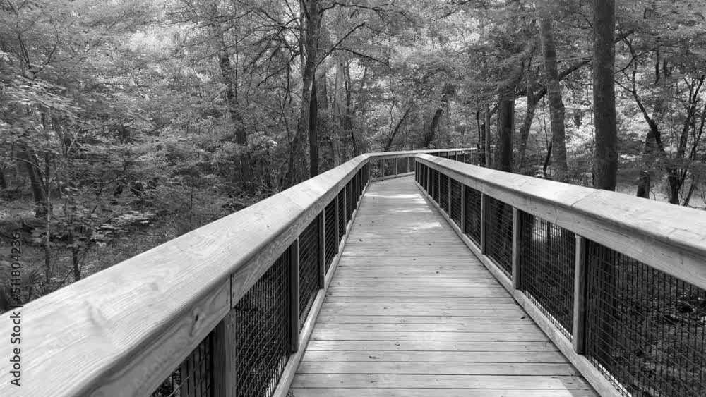Walking through the woods on a wooden scary trail in black and white. Walking through the woods on a wooden scary trail in black and white.