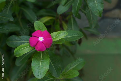 pink flowers with macro photography are called tapak dara flowers