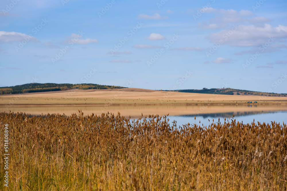 Beautiful autumn flat landscape with a blue lake, dry yellow grass, reeds and picturesque fields in the background. Blue sky with clouds. Reeds in the the blue water of a lake. Selective focus.