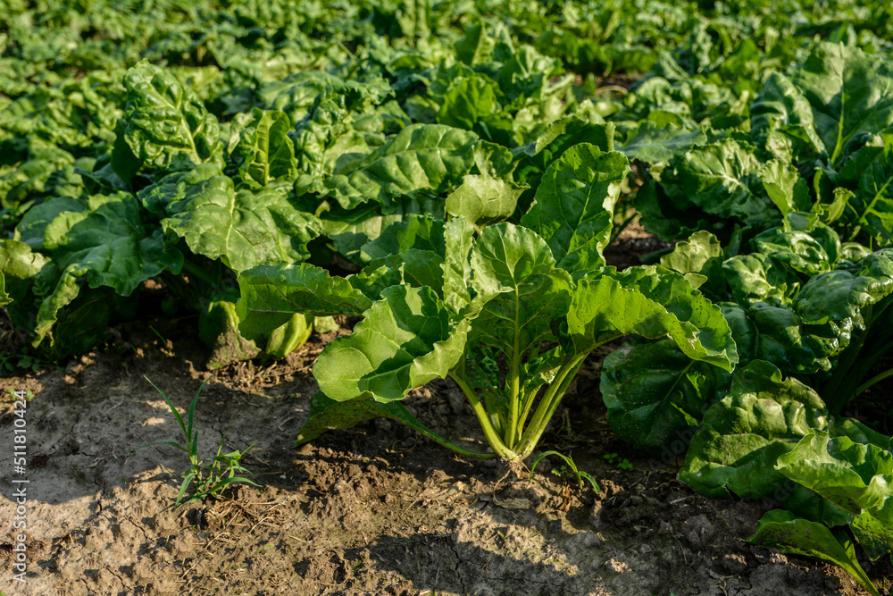 Beet in the vegetblae garden Beet in the vegetblae garden