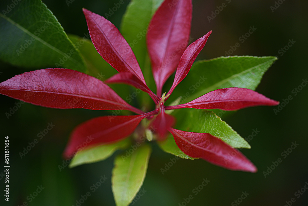 red and green leaves against green background red and green leaves against green background