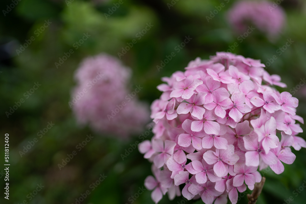 Hydrangea at Hannya-ji Temple in Nara Prefecture Hydrangea at Hannya-ji Temple in Nara Prefecture