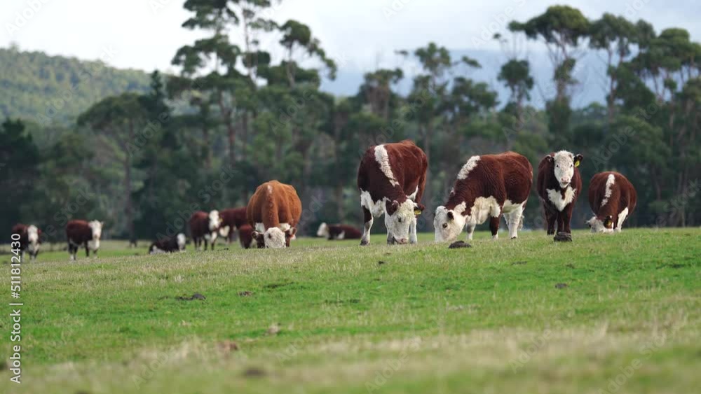Hereford cows in a field on a regenerative agriculture farm. Hereford cows in a field on a regenerative agriculture farm.