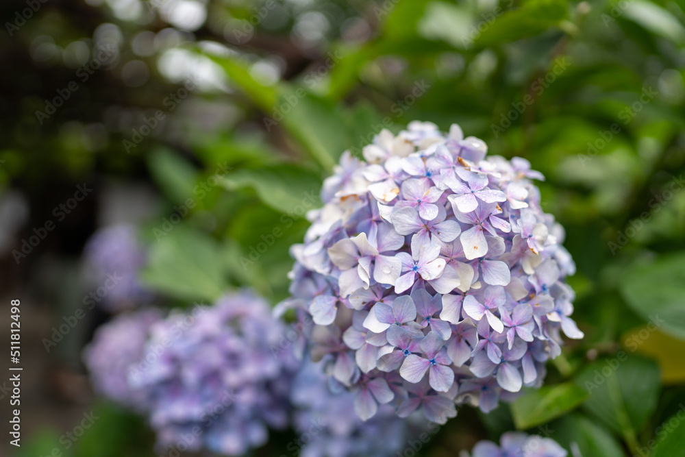 Hydrangea at Hannya-ji Temple in Nara Prefecture Hydrangea at Hannya-ji Temple in Nara Prefecture