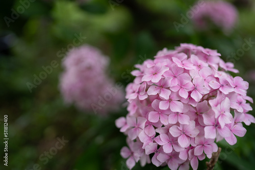 Hydrangea at Hannya-ji Temple in Nara Prefecture