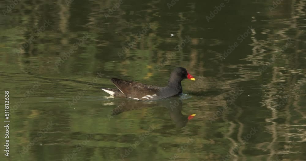 Common moorhen swimming , The Camargue in France Common moorhen swimming , The Camargue in France