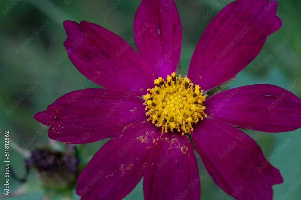 Macro photo of cosmos at Hannya-ji Temple, Nara, Japan Macro photo of cosmos at Hannya-ji Temple, Nara, Japan