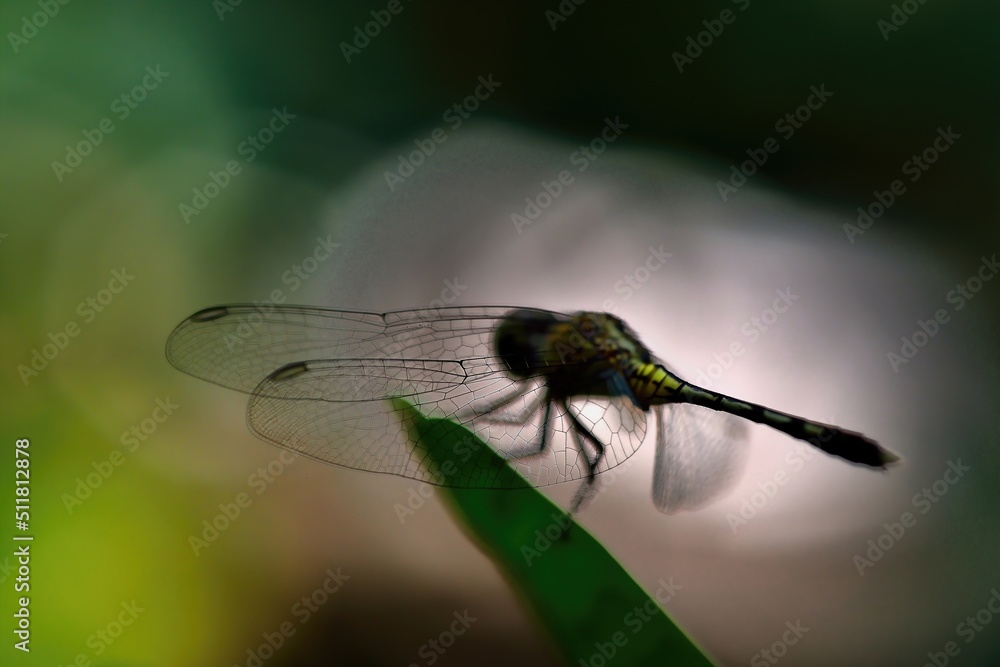 closeup of dragonfly on the leaf around the garden closeup of dragonfly on the leaf around the garden