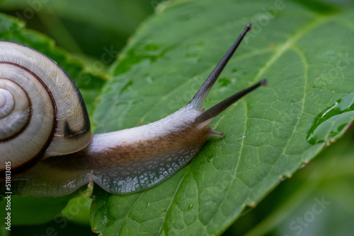 A snail on a hydrangea leaf at Hannya-ji Temple in Nara Prefecture, Japan photo