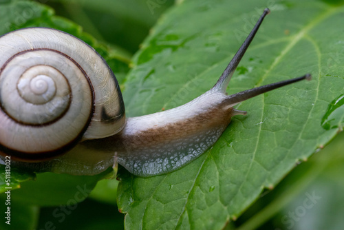 A snail on a hydrangea leaf at Hannya-ji Temple in Nara Prefecture, Japan photo