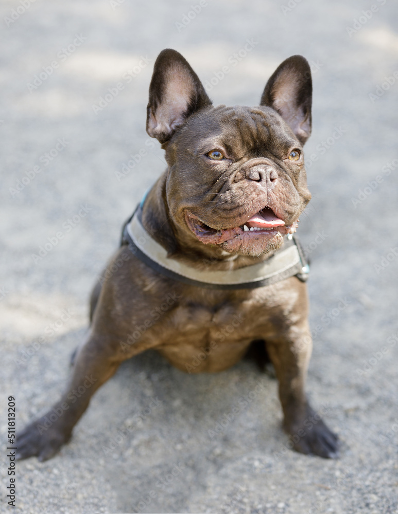 Expressive Chocolate French Bulldog Sitting with Tongue Out. Off-leash dog park in Northern California.