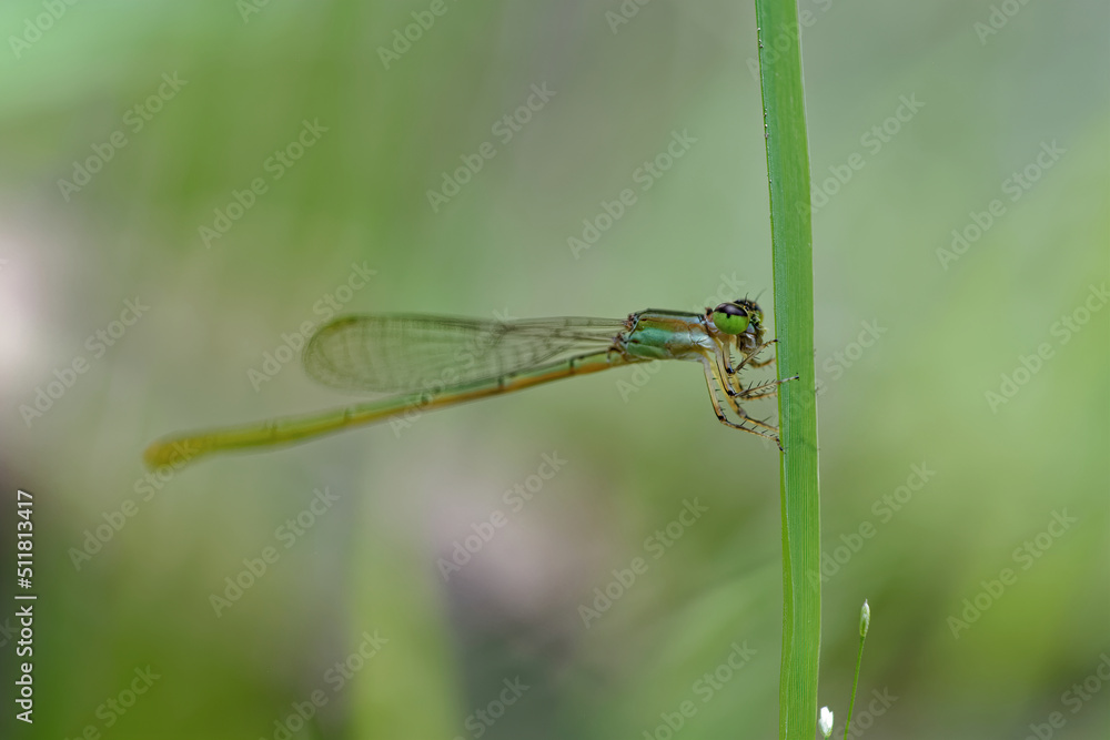 closeup of dragonfly on the leaf around the garden closeup of dragonfly on the leaf around the garden