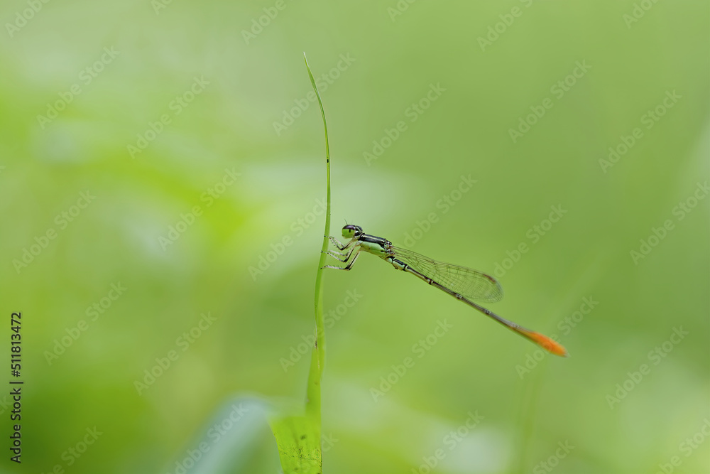 closeup of dragonfly on the leaf around the garden closeup of dragonfly on the leaf around the garden