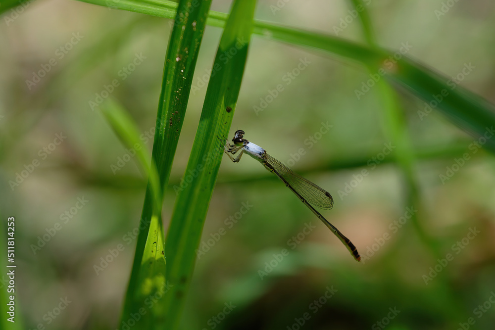 closeup of dragonfly on the leaf around the garden closeup of dragonfly on the leaf around the garden