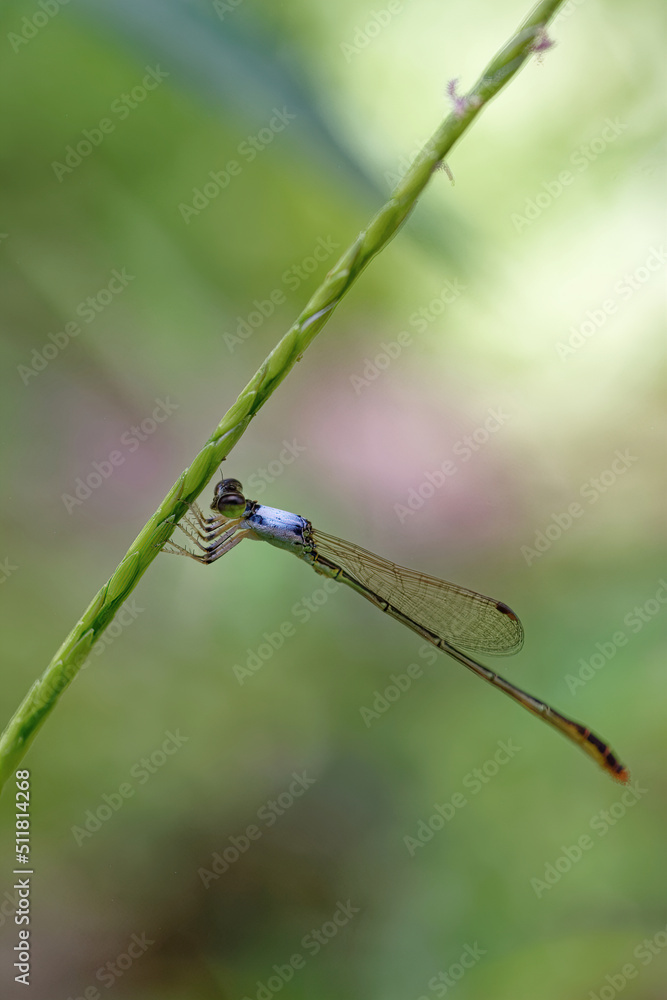 closeup of dragonfly on the leaf around the garden