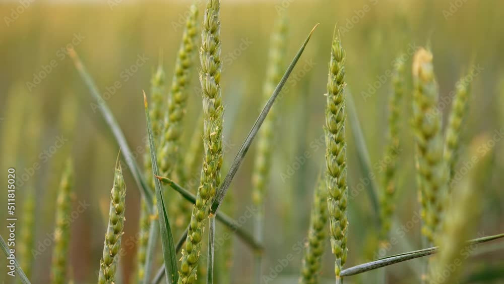Ripening spikelets of wheat in the countryside field. Future harvest of grain in the farmland. Close up. Blurred backdrop. Ripening spikelets of wheat in the countryside field. Future harvest of grain in the farmland. Close up. Blurred backdrop.