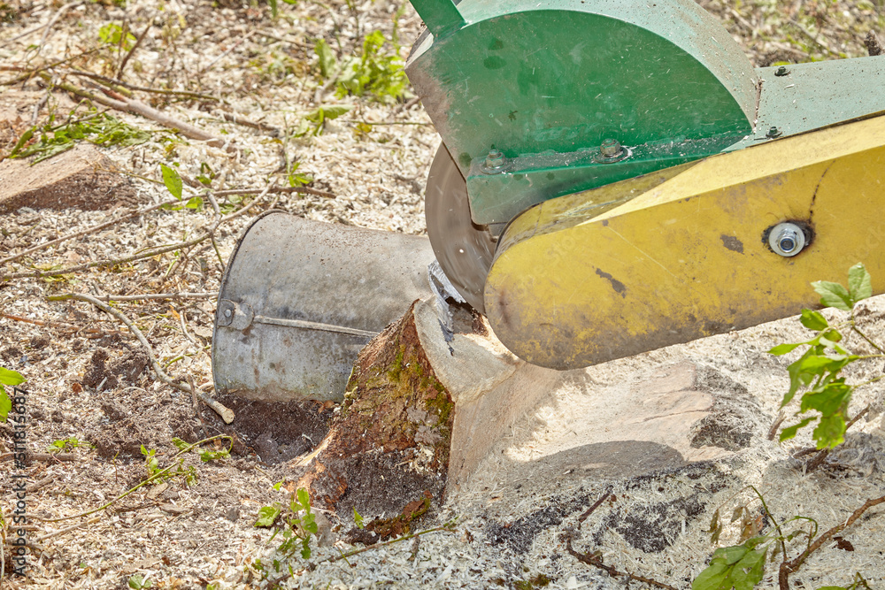 The stump is crushed using a stump cutting knife. The surrounding savings are held by a barrier. Concept: forestry or construction site The stump is crushed using a stump cutting knife. The surrounding savings are held by a barrier. Concept: forestry or construction site
