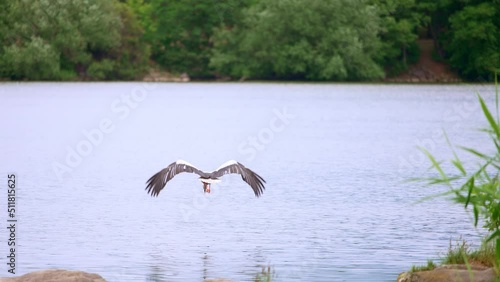 Wonderful stork taking off from a stone at waterfront. Beautiful wild bird flying over the river. Green trees on the other bank at backdrop.
