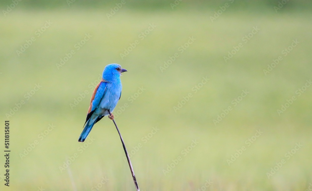 Fototapeta premium European Roller (Coracias garrulus) is a bird that lives in Asia, Europe and Africa.
