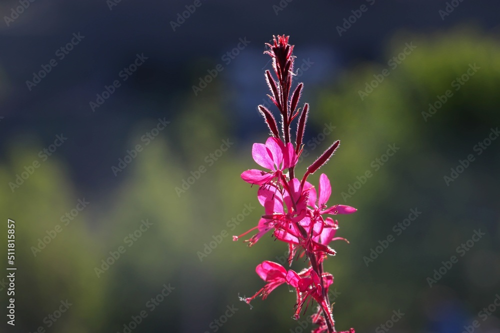 Oenothera lindheimeri, commonly known as Lindheimer bee flower, white