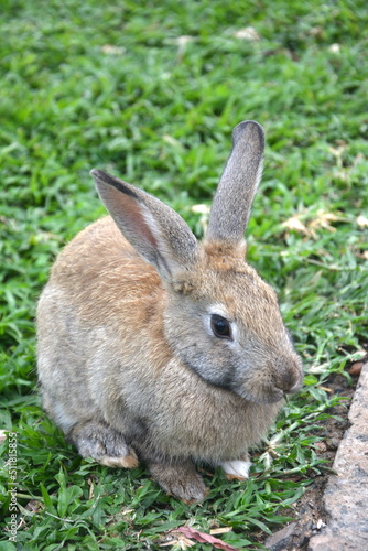 a portrait of a healthy rabbit 