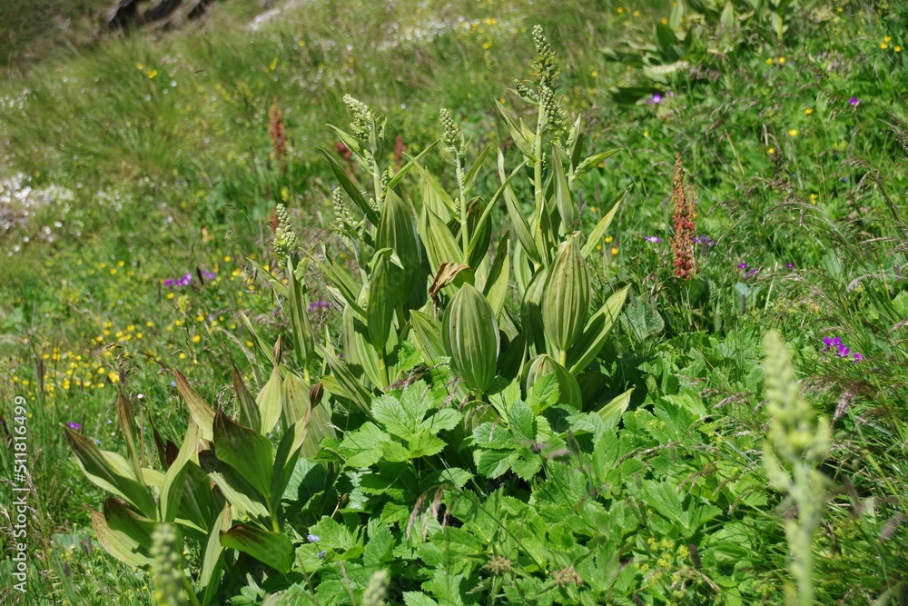 Obraz premium Weißer Germer