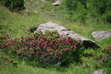 Alpenrosenbusch