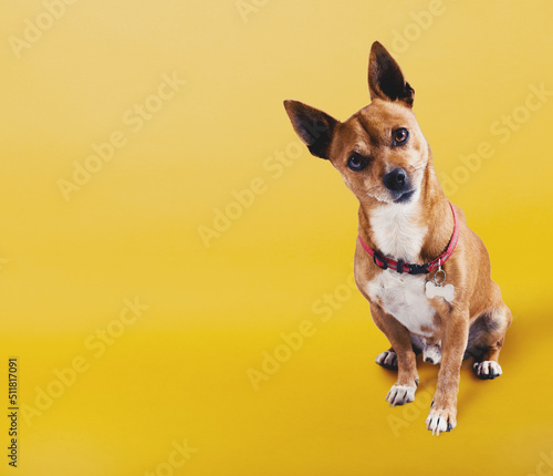 Funny small dog with uncertainty face on yellow background © alphaspirit