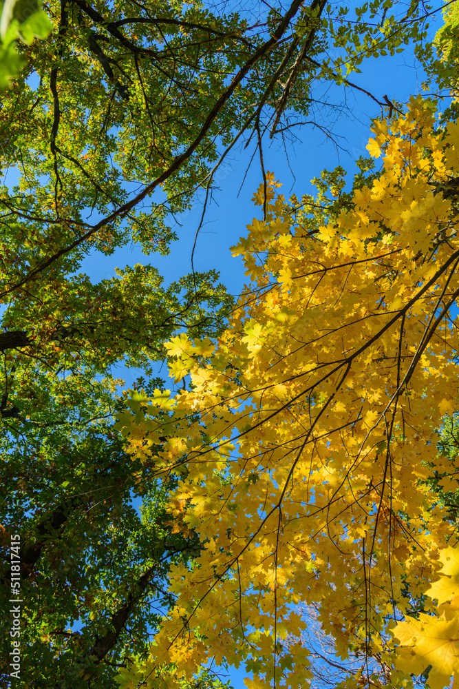 looking up to the sky through tree branches in autumn colors looking up to the sky through tree branches in autumn colors