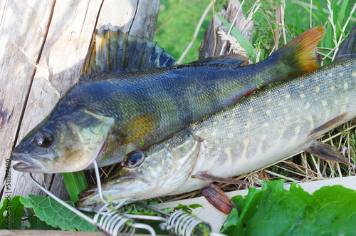 Fototapeta Naklejka Na Ścianę i Meble -  Pike and river perch on the grass on the river bank next to the spinning rod.