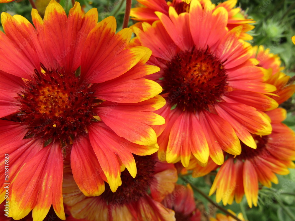 fleur fleur
